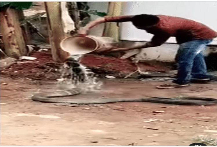 Video of giant king cobra bath went viral on the internet, people were shocked
