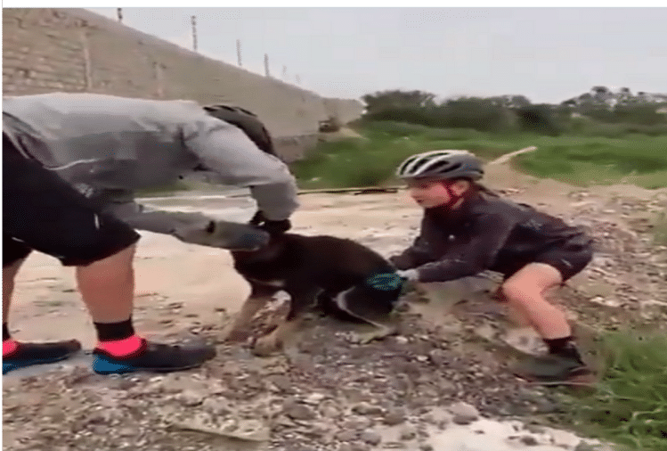 cyclists free dog head from plastic bottle watch this viral video