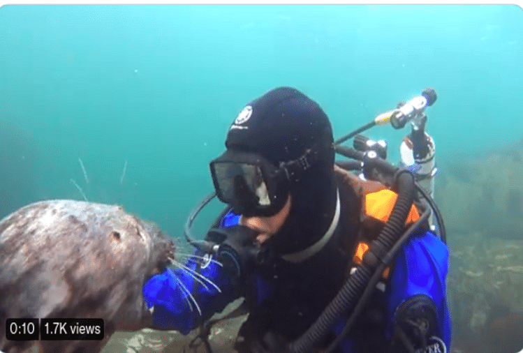 seal hugs scuba diver like a child this viral video win your heart