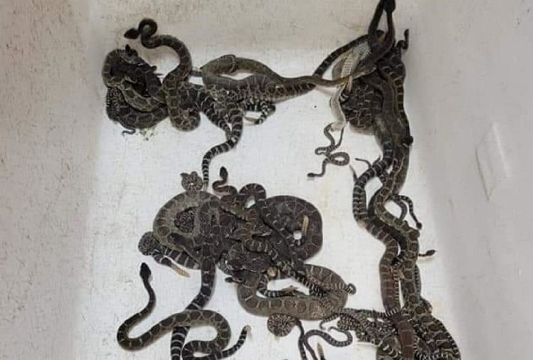 Shocking News 92 rattlesnakes found in house in North California you will be shocked after seeing the images