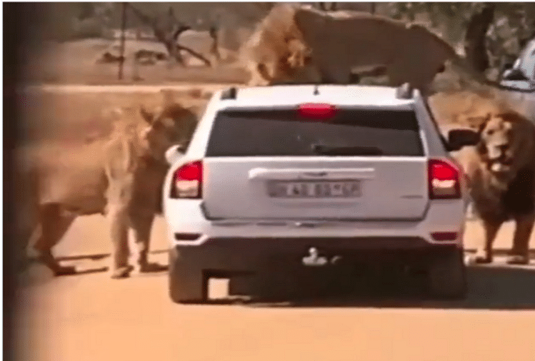 viral video of 3 hungry lions around the car people were scared after watching the video