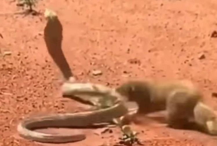 Viral Video fight between king cobra and mongoose see what happens after this bloody fight