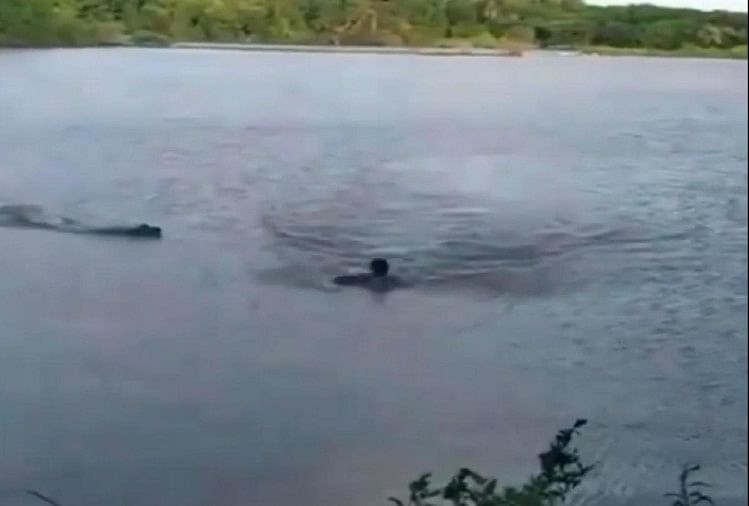 dangerous crocodile attacked on man who swimming in the river see viral video