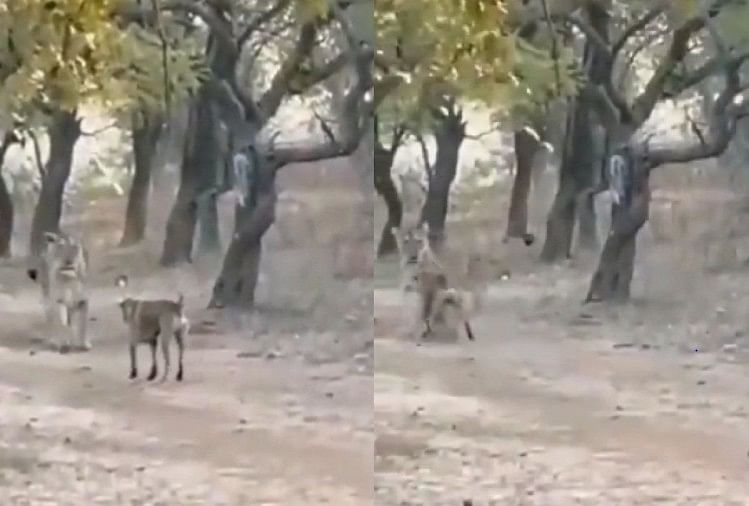 fearless street dog fight with lioness video goes viral on social media