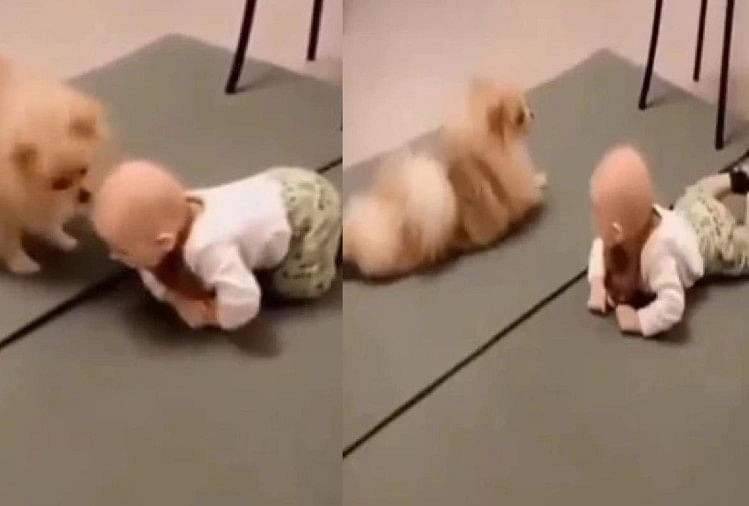 Dog taught a small child to walk Video viral on social media
