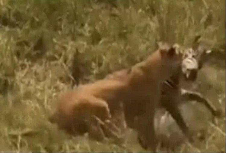 viral video mother zebra saves her baby from lion How the mother turned the whole bet in a few seconds
