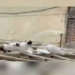 a cat going hunted a pigeon but did something like this on passing video goes viral