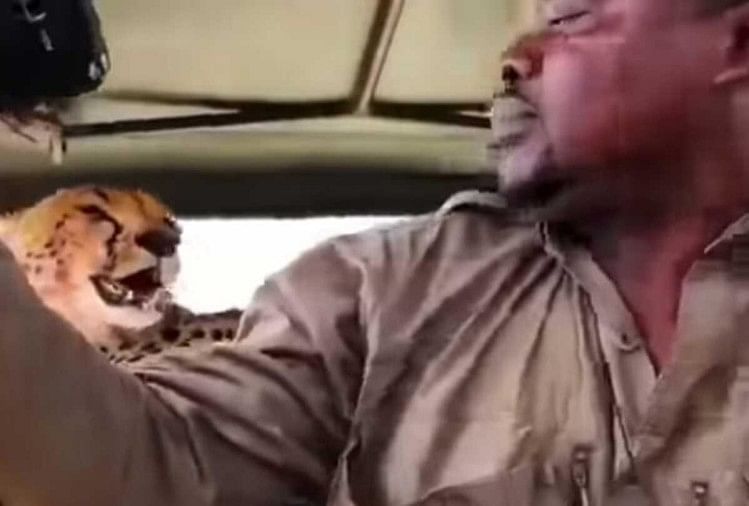 A man took very dangerous selfi with leopard in the jungle safari on the open jeep