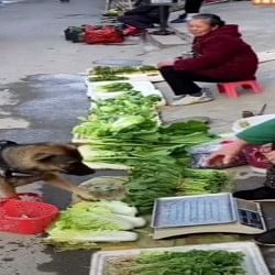 the dog goes to buy vegetables to the shop for its owner video viral goes on social media
