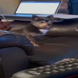 a scared dog forgot to bark and sound of chicken came out video viral goes on social media