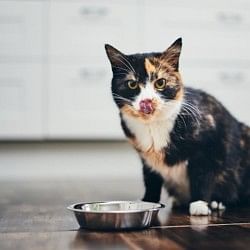 a spy camera is hidden in cat food than a girlfriend scared the story viral goes on social media