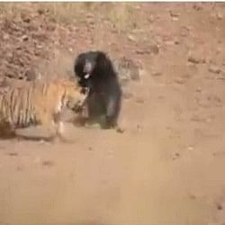 fierce fight between tiger and bear video goes viral on social media