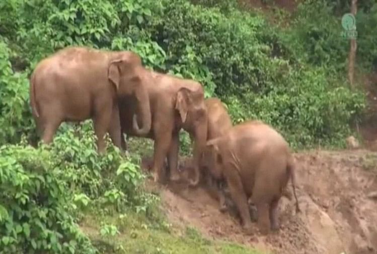 Watch viral video a Little elephant can not climbed the slope mother helped like this