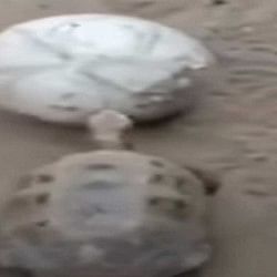 turtle suddenly palying football have you not seen yet videos