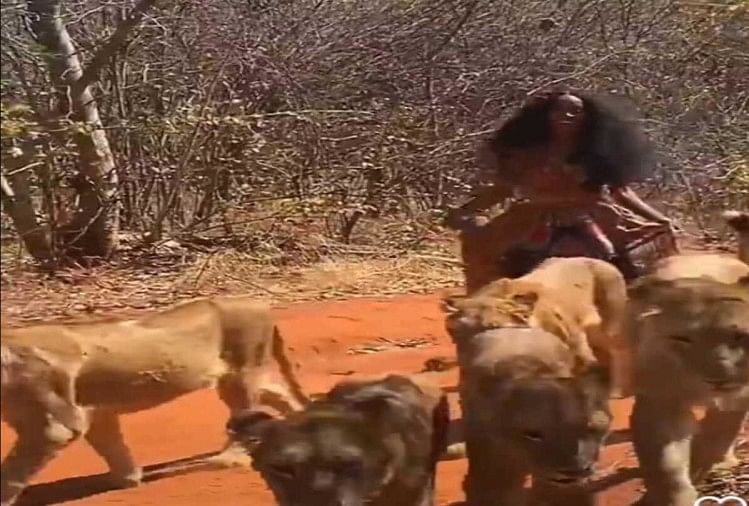 girl was playing with 6 lioness in the forest then see what happened in next moment