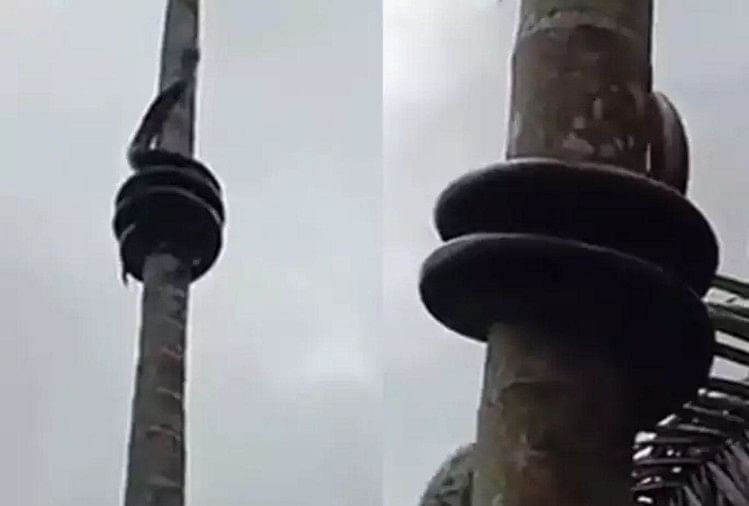 how python used to climb tree video goes viral on social media