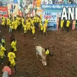 Man climbs on the shoulder of the bull then see what happened in next moment in this viral video
