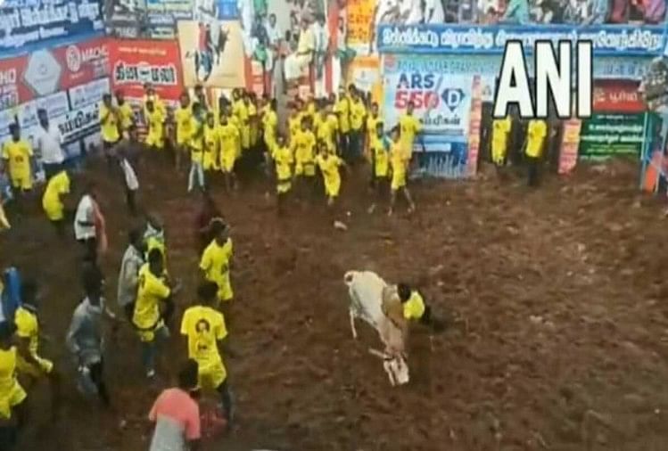 Man climbs on the shoulder of the bull then see what happened in next moment in this viral video