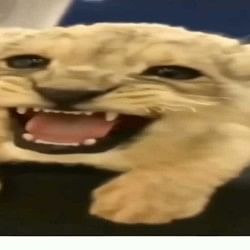 Lion child was make a sound just like a cat voice video goes viral on social media