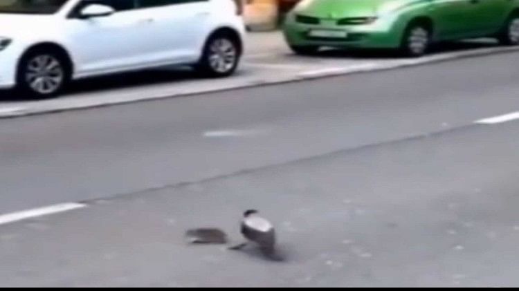 Rat was crossing the road and came a crow saved it life video goes  viral on social media