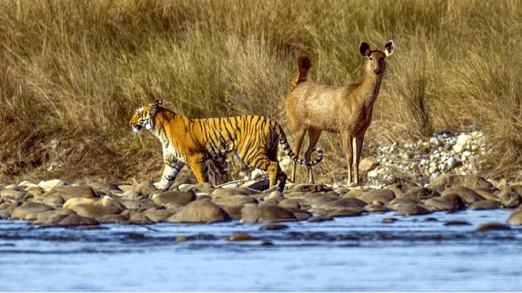 Tiger And Deer Photo getting viral on the internet Seeing this picture people are not trusting their eyes