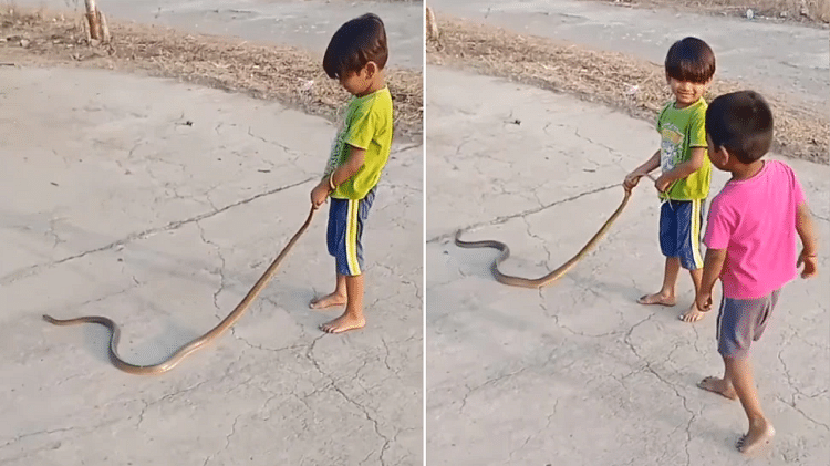 kid playing with snake video going viral on social media will come goosebumps On seeing