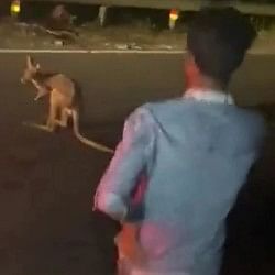 Kangaroo appeared on the streets of Jalpaiguri In West Bengal video went viral