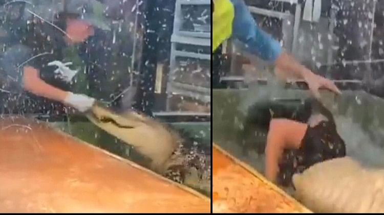 Viral Video crocodile attack on girl while feeding  stuffed her hand in the jaw