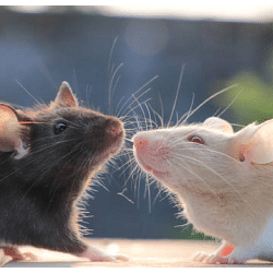 this woman takes care of 50 rats in her house the rats take bath in the kitchen sink