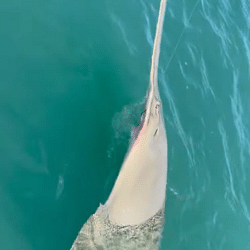 Fisherman found 13 feet long sawfish who went to catch sharks in the sea