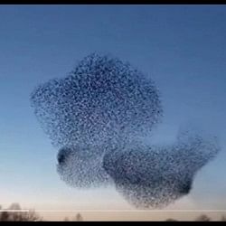 Birds made such a beautiful picture in the sky video is going viral on social media
