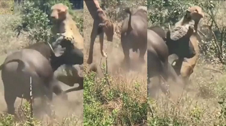 Lion Buffalo Fight Video: the lion in front the buffalo got angry video goes viral on social media