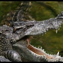 Crocodile vs Python Fight video the fierce fight between crocodile and python