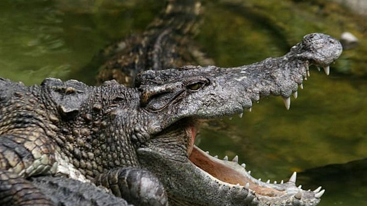 Crocodile vs Python Fight video the fierce fight between crocodile and python