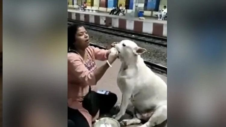 At the railway station the woman fed curd rice to the stray dog with her own hands