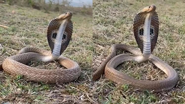 this king cobra does pranayama video goes viral on social media