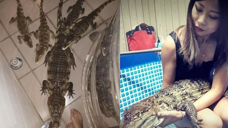 Girl keeps 6 crocodiles like pet dogs Cannibals roam freely in the house see photos