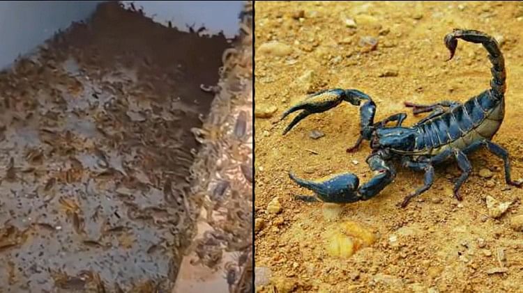 Scorpions Video Viral: घर की जमीन से लेकर छत थक चारों और रेंगते दिखे लाखों बिच्छू