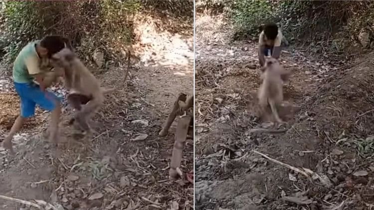 Child clashed with a gibbon the video of the fierce fight went viral