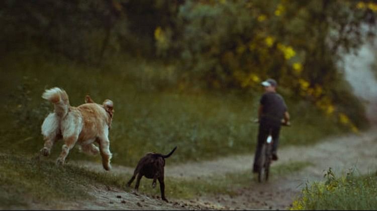 why do dogs run after bikes