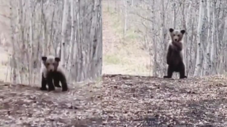Dancing Baby Bear: Baby Bear's cute dance won the hearts of people