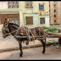 Pakistan Petrol Diesel Price Hike Man wrote a letter to boss saying Allow to come to office by donkey cart