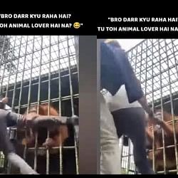 Funny Video: orangutan attacked the man in a very funny way, video is going viral