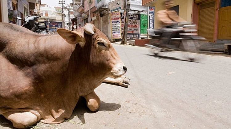 police arrested a cow on the charge of murder, know the whole matter