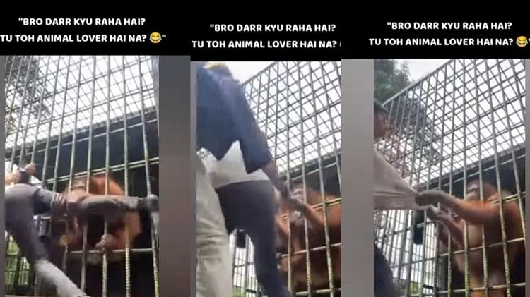 Funny Video: orangutan attacked the man in a very funny way, video is going viral