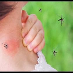 Ajab Gajab News Dead Mosquitoes Helped Police To Arrest The Thief In China