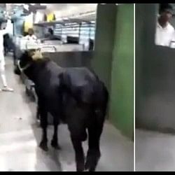bihar bull travel on train clip goes viral on social media today google trends news