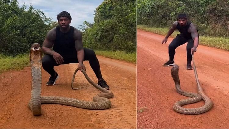 King Cobra Man catching King Cobra snake attacked video went viral