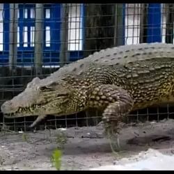 Huge Crocodile Galloping Video Is Going Viral On Internet People Were Surprised To See The Video