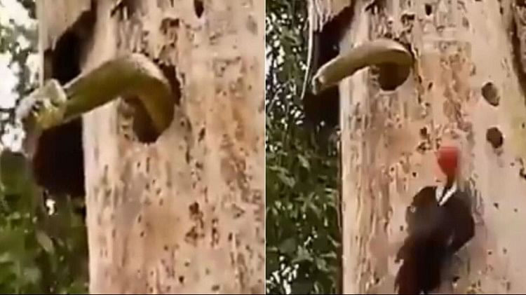 Bird Goes to War With Venomous Snake to Protect Her Eggs
